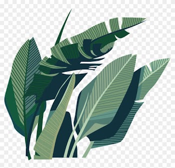 Leaf Coconut Illustration - Leaf
