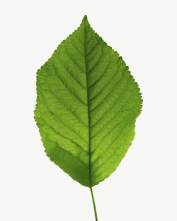 Leaf collage element, isolated image | Free PSD - rawpixel