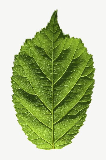 Leaf collage element, isolated image | Free PSD - rawpixel
