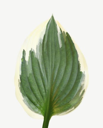 Leaf  collage element psd | Free PSD - rawpixel