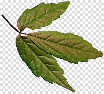 Leaf Color Green Brown Autumn, Leaf transparent background PNG clipart
