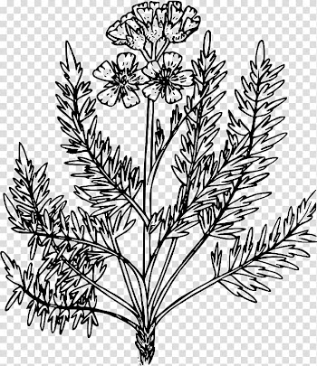 Leaf Coloring book Weed Plant, Leaf transparent background PNG clipart