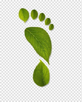 Leaf Computer file, Leaves transparent background PNG clipart