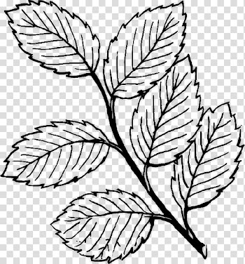 Leaf Computer Icons , Leaf transparent background PNG clipart