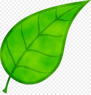 Leaf, Cosmogenic Nuclide, Stable Nuclide, Green PNG