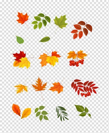 Leaf , Creative autumn leaves transparent background PNG clipart