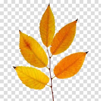 Leaf Deciduous, Leaf transparent background PNG clipart