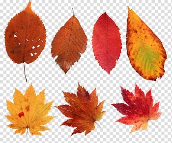 Leaf , Decorative elements transparent background PNG clipart