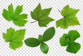 Leaf Desktop Green, Leaf transparent background PNG clipart