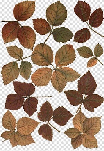 Leaf Desktop , Leaf transparent background PNG clipart