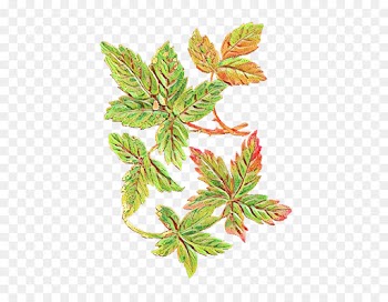 Leaf, Download, Watercolor Painting, Flower PNG