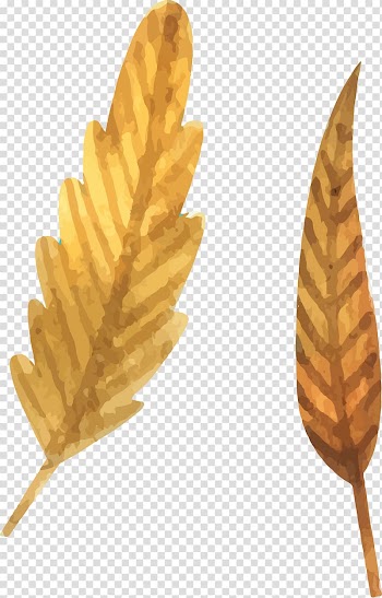 Leaf Drawing, Cartoon hand painted fallen leaves transparent background PNG clipart