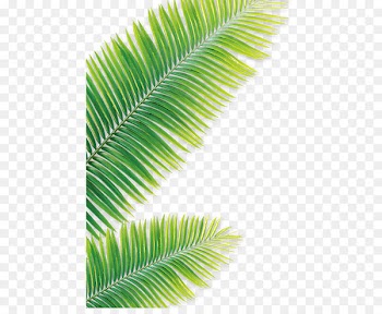 Leaf Drawing Coconut - Green leaves 