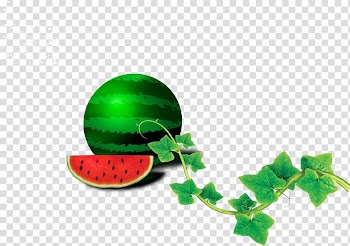 Leaf Drawing, Green watermelon transparent background PNG clipart