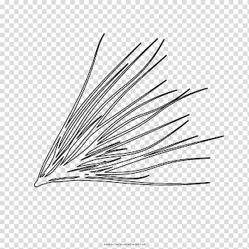 Leaf Drawing Pine Coloring book Line art, Leaf transparent background PNG clipart