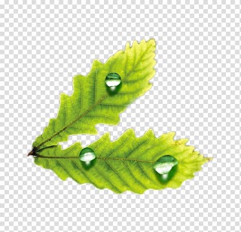Leaf Drop Adobe Illustrator, Creative drops leaves transparent background PNG clipart