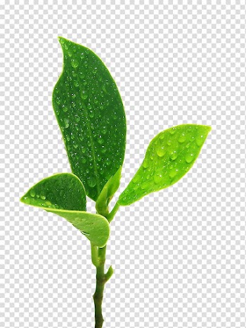 Leaf Drop Germination, Green leaves transparent background PNG clipart