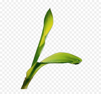 Leaf Drop Rain Icon - Leaves 7 