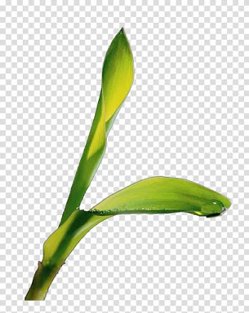 Leaf Drop Rain Icon, Leaves 7 transparent background PNG clipart