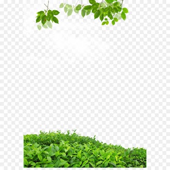 Leaf .dwg - Real leaves border background 
