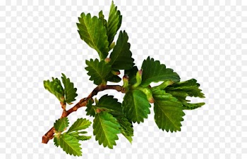 Leaf Easter Paskha Herb YouTube - Leaf 