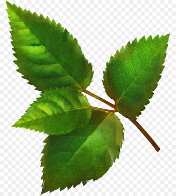 Leaf, Elm, Plant Stem, Plant PNG