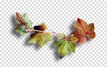 Leaf Email Autumn Meaning Wife, autumn leaves transparent background PNG clipart