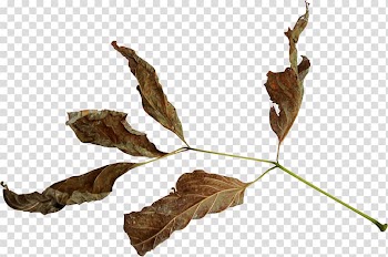 Leaf Encapsulated PostScript , dry fruit transparent background PNG clipart