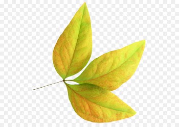 Leaf Encapsulated PostScript - Leaf 