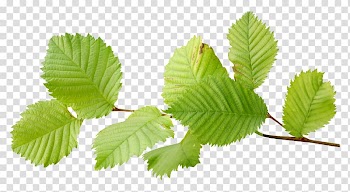 Leaf Encapsulated PostScript, Leaf transparent background PNG clipart