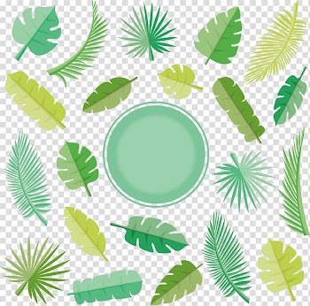 Leaf Euclidean Arecaceae, coconut leaf transparent background PNG clipart