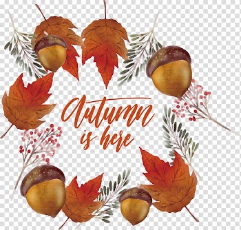 Leaf Euclidean , Pine cone maple leaf decoration box transparent background PNG clipart