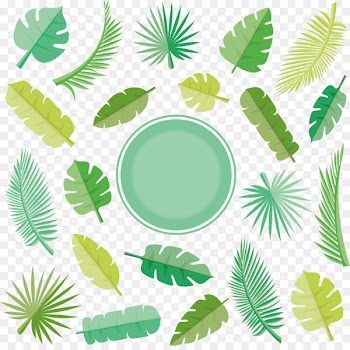 Leaf Euclidean vector Arecaceae - Vector coconut leaf 