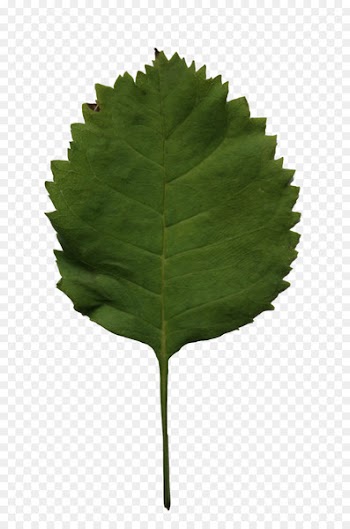 Leaf European aspen Ice Cream Maker Tree - leaf 