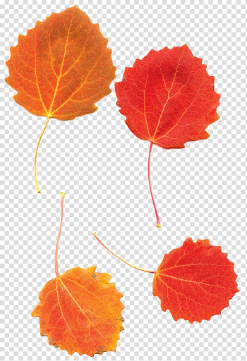 Leaf European aspen Tree Autumn, Leaf transparent background PNG clipart