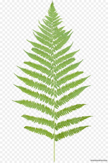 Leaf Fern Flower Plant - Tropical Ferns Png 