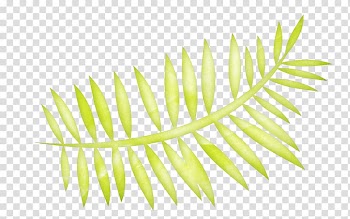 Leaf Fern , Leaves free transparent background PNG clipart