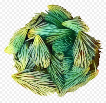 Leaf, Fir, Tree, Green PNG