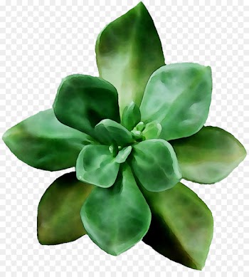 Leaf Flower -  