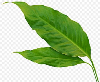 Leaf Flower Autumn - green banana leaves 