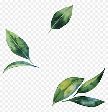 Leaf Flower Illustration - Watercolor Leaves Leaf Illust Png
