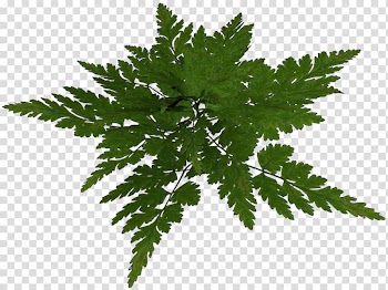 Leaf Flower, Leaf transparent background PNG clipart