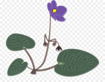 leaf flower violet plant anthurium