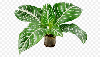Leaf Flowerpot Arrowroots Houseplant Plant stem -  