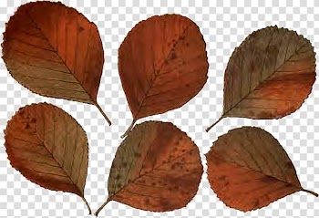 Leaf Follaje Wreath Israeli pruta Prutah, grupo transparent background PNG clipart