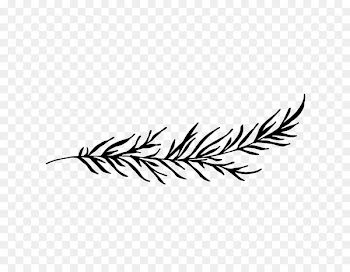 Leaf Font Plant stem Grasses Feather -  