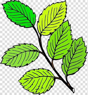 Leaf Free content Drawing , Cartoon Leaves transparent background PNG clipart