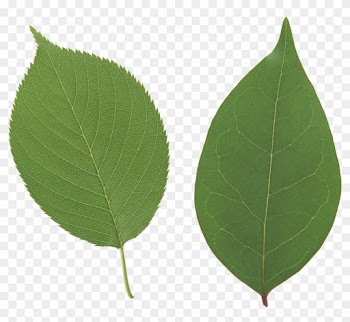 Leaf Free Download - Apple Leaf Png