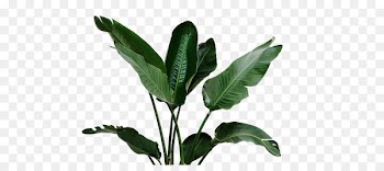 Leaf Garden Plant Watering can Irrigation - Tropical leaves 