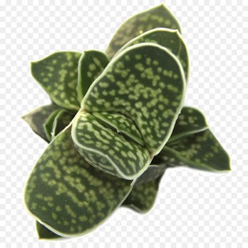 Leaf Gasteria Succulent plant Haworthia - Leaf 